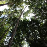 1 - Blick in den Regenwald