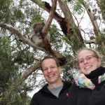 G - Einer von 16 Koalas im Baum
